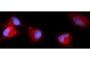 Immunofluorescence (IF) image for anti-Carbonic Anhydrase VIII (CA8) (AA 1-290) antibody (APC) (ABIN5568536) (CA8 Antikörper  (AA 1-290) (APC))