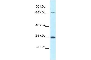 WB Suggested Anti-Neurog2 Antibody Titration: 1.