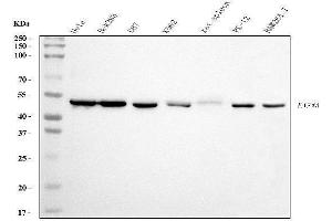Western blot analysis of EIF4A1 using anti-EIF4A1 antibody (ABIN7603144).