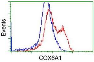 Image no. 1 for anti-Cytochrome C Oxidase Subunit VIa Polypeptide 1 (COX6A1) antibody (ABIN1497584) (COX6A1 Antikörper)