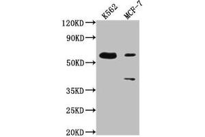 Western Blot Positive WB detected in: K562 whole cell lysate, MCF-7 whole cell lysate All lanes: PTBP3 antibody at 1:2000 Secondary Goat polyclonal to rabbit IgG at 1/50000 dilution Predicted band size: 60, 57, 61, 50 kDa Observed band size: 60 kDa