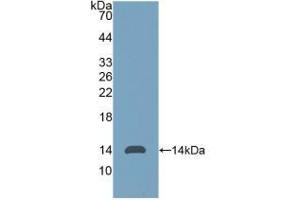 WB of Protein Standard: different control antibodies against Highly purified E. (AMH ELISA Kit)