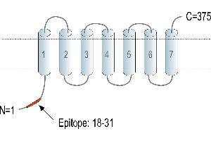 Representative domain view of the target of ABIN7884737. (Adiponectin Receptor 1 Antikörper  (Intracellular, N-Term))