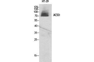 Western Blot (WB) analysis of specific cells using ACSS1 Polyclonal Antibody. (ACSS1 Antikörper  (C-Term))