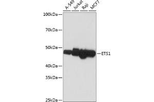 Western blot analysis of extracts of various cell lines, using ETS1 antibody (ABIN7271257) at 1:1000 dilution. (ETS1 Antikörper)