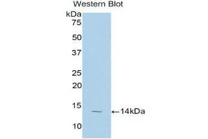 Western Blotting (WB) image for anti-Taurine Transporter (TAUT) (AA 131-227) antibody (ABIN1176289) (TAUT Antikörper  (AA 131-227))