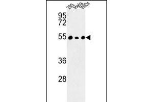 Western blot analysis of C14orf50 Antibody (N-term) (ABIN652930 and ABIN2842596) in 293, Hela, WiDr cell line lysates (35 μg/lane). (PPP1R36 Antikörper  (N-Term))