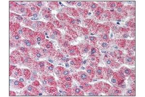 Immunohistochemistry: GPR126 antibody staining of Formalin-Fixed, Paraffin-Embedded Human Liver. (G Protein-Coupled Receptor 126 Antikörper  (N-Term))
