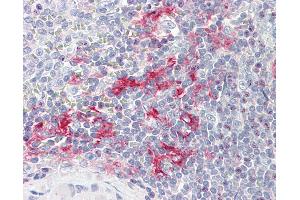 Anti-LITAF antibody IHC staining of human spleen. (LITAF Antikörper  (AA 1-132))