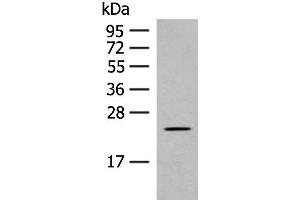 Western blot analysis of Rat heart tissue lysate using CLEC3B Polyclonal Antibody at dilution of 1:650 (CLEC3B Antikörper)