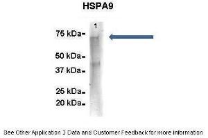 Immunoprecipitation (IP) image for anti-Heat Shock 70kDa Protein 9 (Mortalin) (HSPA9) (C-Term) antibody (ABIN2779292)