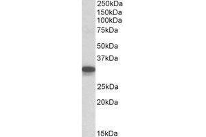 AP23661PU-N Cyb5r3 antibody staining of Mouse Lung lysate at 0. (CYB5R3 Antikörper  (C-Term))
