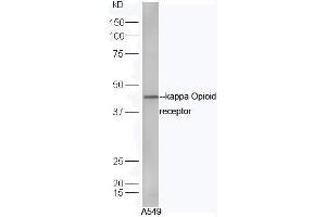 A549 cell lysates probed with Anti-kappa Opioid receptor Polyclonal Antibody, Unconjugated (ABIN737571) at 1:300 in 4˚C. (OPRK1 Antikörper)