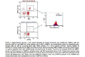 FACS Analysis of Glycophorin A and phospho-AMPK alpha 1/2 (Thr172/183) in Red Blood Cells in WT and AMPK alpha 1 knockout mice using Rabbit Anti-GPA Polyclonal Antibody . (ATG4D Antikörper  (AA 381-474) (Cy7))