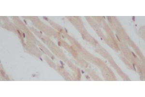 Immunohistochemistry of paraffin-embedded Mouse heart using ERG Polyclonal Antibody at dilution of 1:50 (ERG Antikörper)