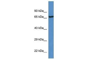 Western Blot showing Klkb1 antibody used at a concentration of 1.