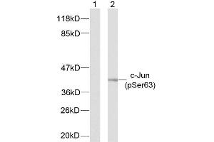 Western blot analysis of extracts from NIH/3T3 cells using c-Jun (phospho-Ser63) antibody (E011001) (C-JUN Antikörper  (pSer63))