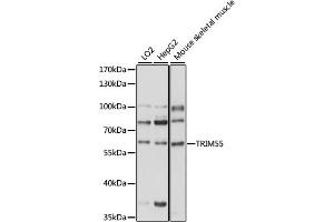 Western blot analysis of extracts of various cell lines, using TRIM55 antibody (ABIN7270994) at 1000 dilution. (TRIM55 Antikörper  (AA 183-452))