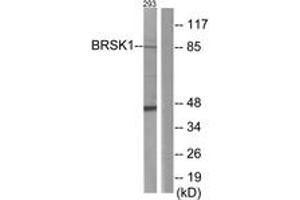 Western blot analysis of extracts from 293 cells, using BRSK1 Antibody. (BRSK1 Antikörper  (AA 361-410))