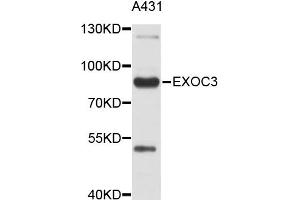 Western blot analysis of extracts of A-431 cells, using EXOC3 antibody (ABIN4903616). (EXOC3 Antikörper)