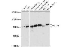 UTP6 antibody  (AA 1-220)