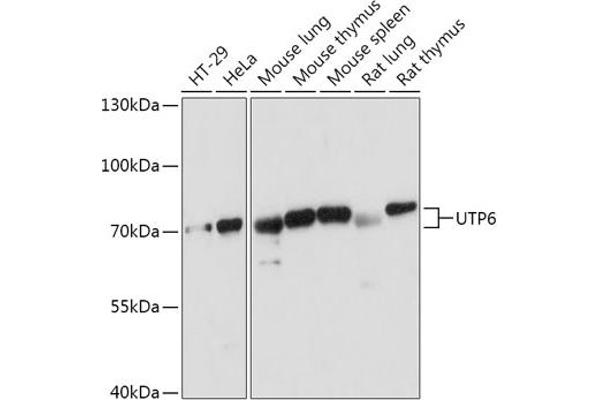 UTP6 antibody  (AA 1-220)