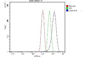 anti-Branched Chain Keto Acid Dehydrogenase E1, alpha Polypeptide (BCKDHA) (AA 30-445) antibody