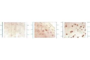 Immunocytochemistry (ICC) image for anti-Superoxide Dismutase 3, Extracellular (SOD3) antibody (ABIN361742)
