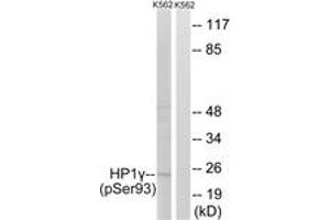 Western blot analysis of extracts from K562 cells treated with forskolin 40nM 30', using HP1 gamma (Phospho-Ser93) Antibody.