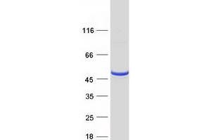 Validation with Western Blot (RNH1 Protein (Transcript Variant 6) (Myc-DYKDDDDK Tag))