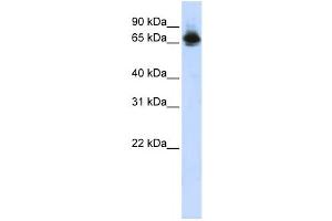 Western Blotting (WB) image for anti-Far Upstream Element (FUSE) Binding Protein 1 (FUBP1) antibody (ABIN2458167) (FUBP1 Antikörper)