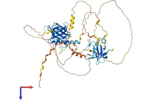 SHC2 Protein (AA 1-582) (His tag)