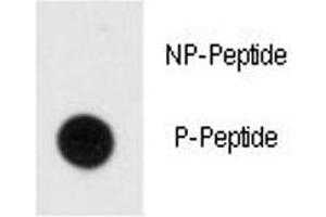 Dot blot analysis of phospho-MBP antibody. (MBP Antikörper  (pTyr203))