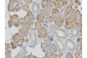 Immunoperoxidase of monoclonal antibody to COX4I2 on formalin-fixed paraffin-embedded human salivary gland. (COX4I2 Antikörper  (AA 21-104))