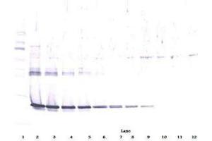 Image no. 2 for anti-Ciliary Neurotrophic Factor (CNTF) antibody (ABIN465749) (CNTF Antikörper)