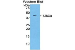 Detection of Recombinant RL, Mouse using Polyclonal Antibody to Reelin (RELN) (Reelin Antikörper  (AA 3143-3461))