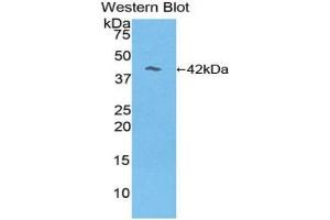 Detection of Recombinant RL, Mouse using Polyclonal Antibody to Reelin (RELN)
