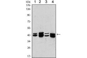 Western Blot showing PRMT6 antibody used against A431 (1), Hela (2), A549 (3) and HEK293 (4) cell lysate. (PRMT6 Antikörper)