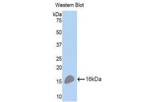 Western Blotting (WB) image for anti-Tumor Necrosis Factor Receptor Superfamily, Member 17 (TNFRSF17) (AA 71-184) antibody (ABIN1173606)