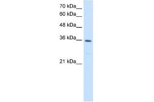 MTHFD2 antibody used at 1.