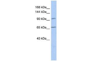 WB Suggested Anti-COG5 Antibody Titration:  0.