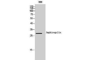 Western Blotting (WB) image for anti-Amphiregulin (AREG) (Internal Region) antibody (ABIN3181481) (Amphiregulin Antikörper  (Internal Region))