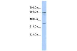 Image no. 1 for anti-Zinc Finger Protein 648 (ZNF648) (N-Term) antibody (ABIN6743554) (ZNF648 Antikörper  (N-Term))
