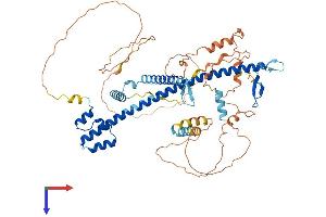 NRF2 Protein (AA 1-597) (His tag)