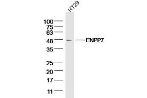 HT29 Cell lysates probed with ENPP7 Polyclonal Antibody, unconjugated  at 1:300 overnight at 4°C followed by a conjugated secondary antibody for 60 minutes at 37°C. (ENPP7 Antikörper  (AA 351-458))