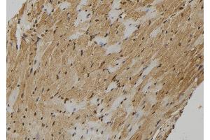 ABIN6278998 at 1/100 staining Mouse heart tissue by IHC-P. (FMR1NB Antikörper  (C-Term))