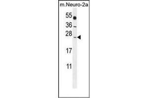 Western blot analysis of POLR2J Antibody (C-Term) in Mouse Neuro-2a cell line lysates (35ug/lane). (POLR2J Antikörper  (C-Term))