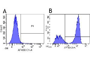 Flow-cytometry using anti-CD3 epsilon antibody YTH 12. (Rekombinanter CD3 epsilon Antikörper)