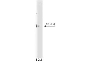 Western blot analysis of EAAT2 on a rat cerebrum lysate. (SLC1A2 Antikörper  (AA 562-574))
