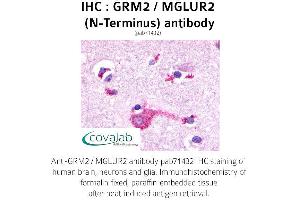 Image no. 1 for anti-Glutamate Receptor, Metabotropic 2 (GRM2) (Extracellular Domain), (N-Term) antibody (ABIN1735266) (GRM2 Antikörper  (Extracellular Domain, N-Term))